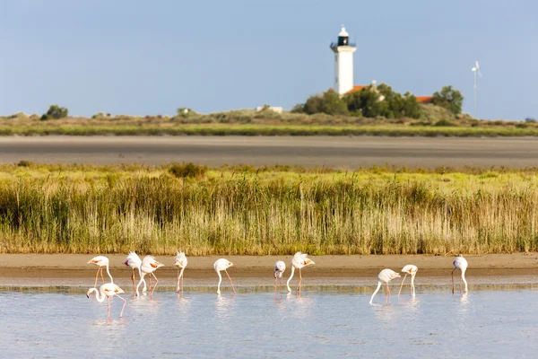 Flamingos and Gacholle lighthouse, Parc Regional de Camargue, Pr — Stock Photo, Image