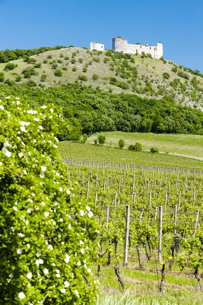 Ruins of Devicky Castle with vineyards — Stock Photo, Image
