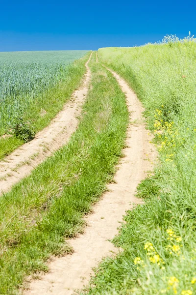 Campo com um caminho, República Checa — Fotografia de Stock