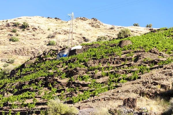 Weinberg an der Cote d 'Azur in der Nähe von port-vendres — Stockfoto