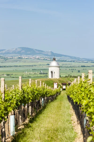 Kapelle mit Weinberg bei Velke bilovice — Stockfoto