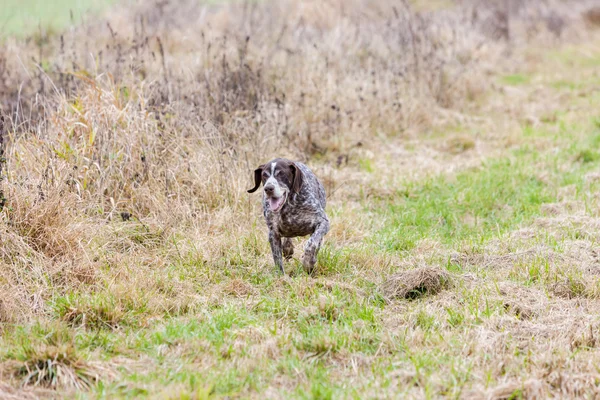 Running hunting dog — Stock Photo, Image