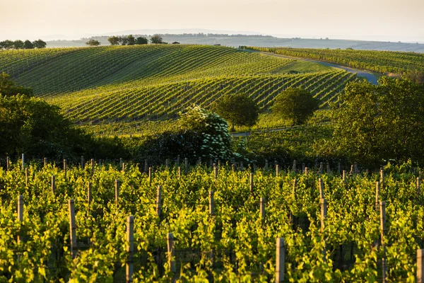View of vineyards from near Velke Bilovice — Stock Photo, Image