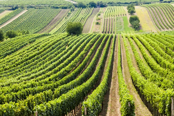 Viñedo llamado Noviny cerca de Cejkovice — Foto de Stock