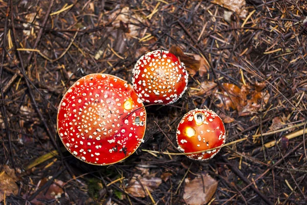 Spotted toadstools in the woods — Stock Photo, Image