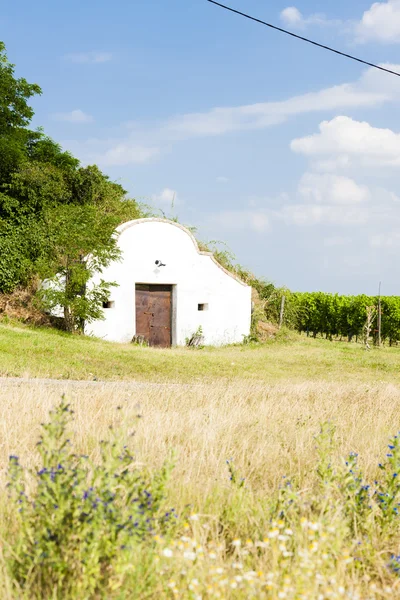 Vinkällare med vingård, Novy Prerov — Stockfoto