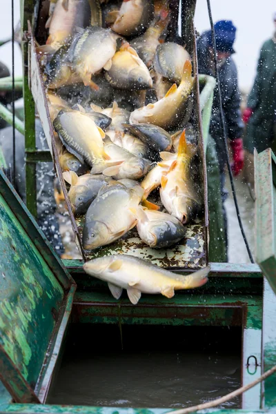 Lagoa de colheita com peixes — Fotografia de Stock