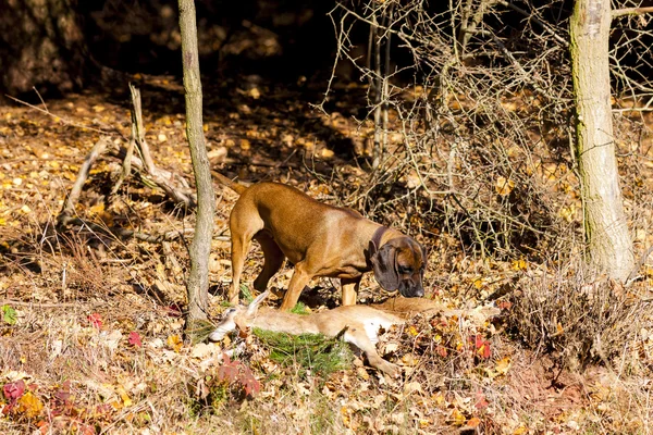 Hunting dog with a catch in forest — Stock Photo, Image