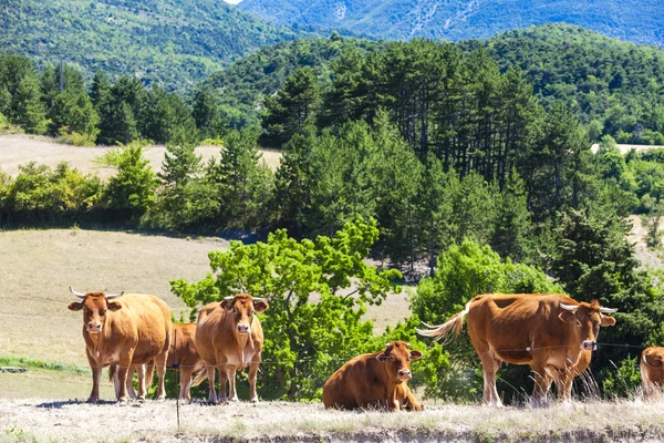 Manada de vacas, Rhone-Alpes — Fotografia de Stock