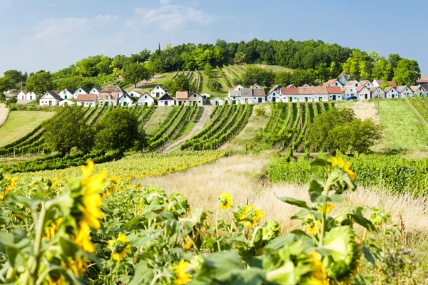 Wijnkelders met wijngaarden, Galgenberg — Stockfoto