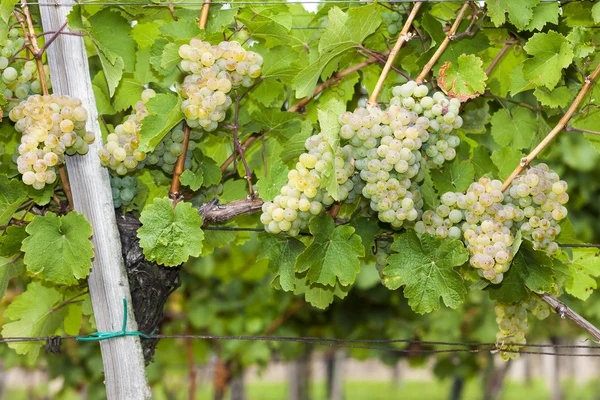 Weiße Trauben im Weinberg, Südmähren — Stockfoto