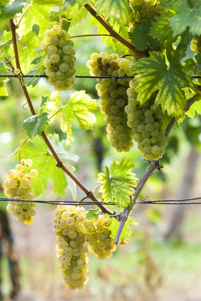 Raisins blancs dans le vignoble, Moravie du Sud — Photo