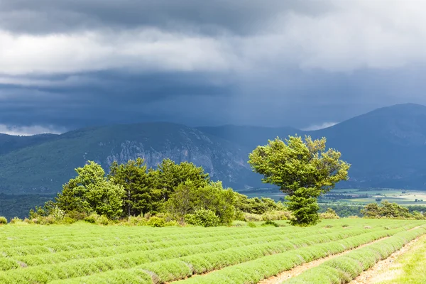 Lavendel fält, platå de Valensole, Provence — Stockfoto