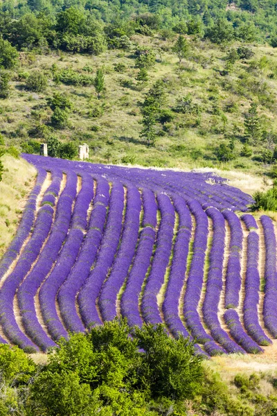 Lavendelfeld, Provence — Stockfoto