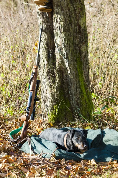 Av köpeği bir silah ile yalan — Stok fotoğraf
