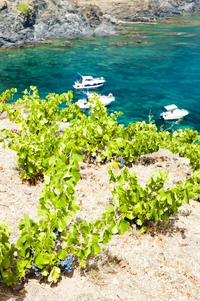 Vignoble sur Cap de Peyrefite près de Cerbere — Photo