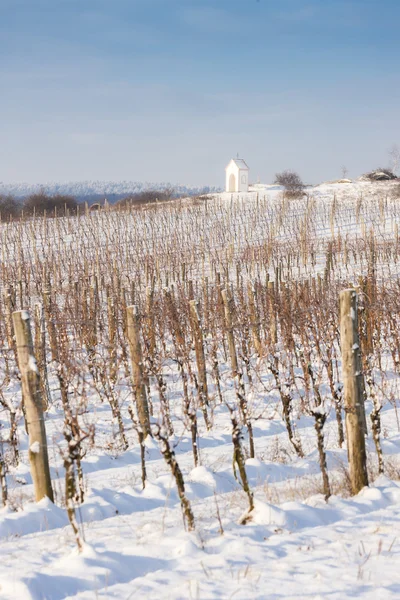 Hnanice, Güney Moravia yakınındaki kış bağ — Stok fotoğraf