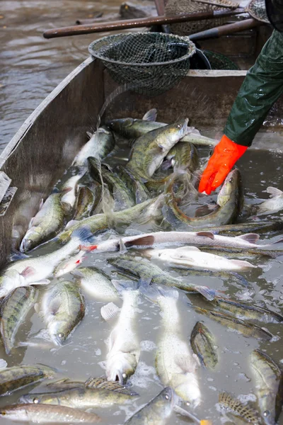 Estanque de recolección con peces —  Fotos de Stock