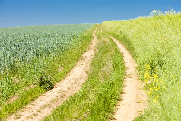 Groen veld met een pad — Stockfoto