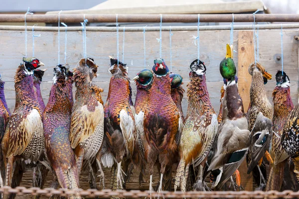 Винятки спійманих фазанів — стокове фото