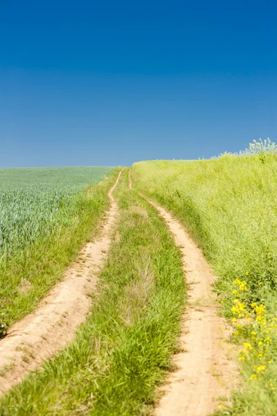 Field with a path, Czech Republic Stock Image