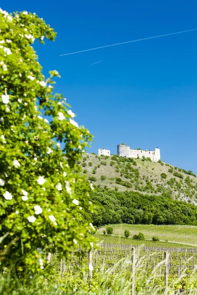 Ruïnes van devicky kasteel met wijngaard — Stockfoto