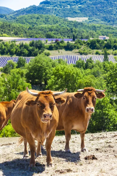 Beslag van koeien, Rhone-Alpes — Stockfoto