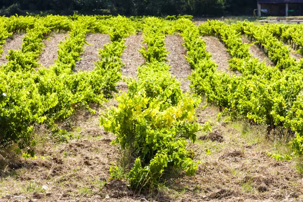 Vineyard near Roche-Saint-Secret, Rhone-Alpes, France — Stock Photo, Image