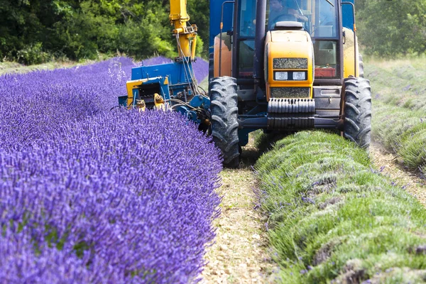 Lavendel skörd, Rhone-Alpes, Frankrike — Stockfoto