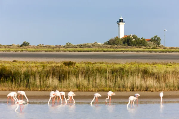 Flamingos e farol Gacholle, Parc Regional de Camargue, Pr — Fotografia de Stock