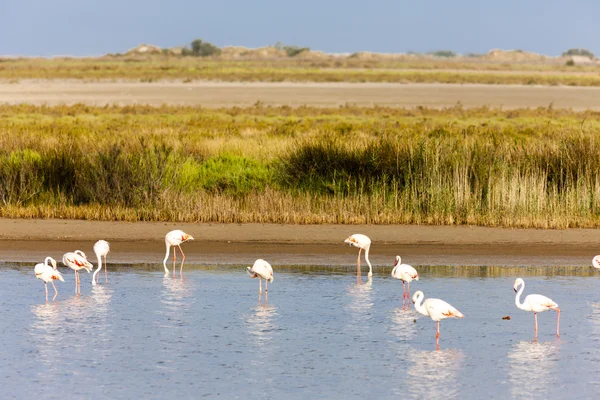 Flamingók Camargue, Provence, Franciaország — Stock Fotó