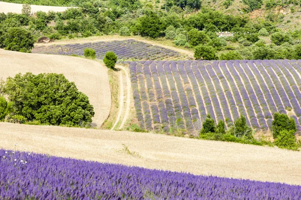 Lavanta tarlası, Provence, Fransa — Stok fotoğraf