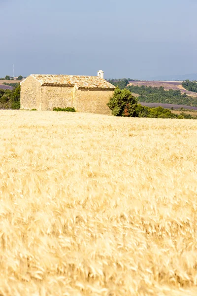 A gabona a mező közelében Entrevennes, Plateau de Valensole kápolna, — Stock Fotó