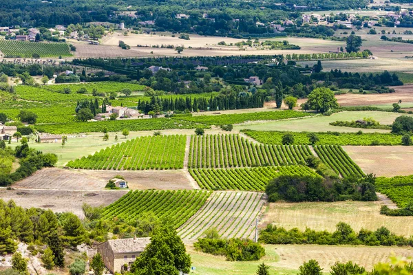 Szőlőültetvények közelében Gordes Vaucluse megye, Provence, Franciaország — Stock Fotó