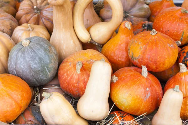 Pumpkins, market in Forcalquier — Stock Photo, Image