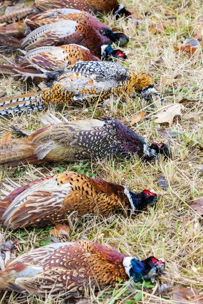 Excludes of caught pheasants — Stock Photo, Image