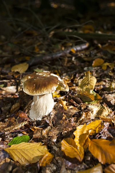 Edible mushroom in forest — Stock Photo, Image