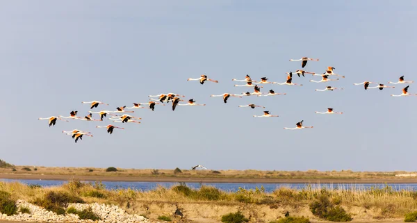 Flamingos in Camargue, Provence — Stock Photo, Image