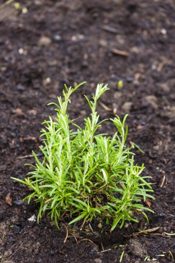 Bahçe - biberiye otlar