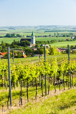 Vineyard yakınındaki unterretzbach, aşağı Avusturya, Avusturya