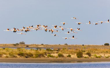 flamingolar, camargue, provence, Fransa