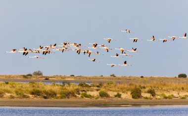 flamingos in Camargue, Provence, France clipart