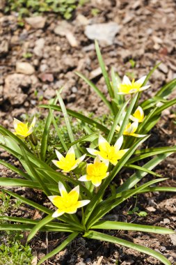 Ermeni üzüm sümbül