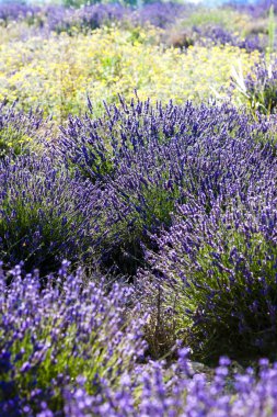 Lavanta tarlası, Provence, Fransa