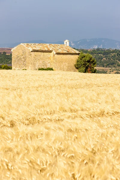 Kapell med kornmark, Plateau de Valensole, Provence, Frankrike – stockfoto