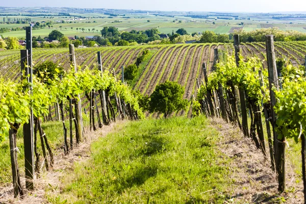 Uitzicht op de wijngaard in de buurt van Unterretzbach, Neder-Oostenrijk, Oostenrijk — Stockfoto