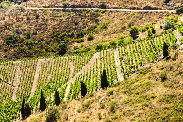 Vineyard on Cote Vermeille near Port-Vendres, Languedoc-Roussill — Stock Photo, Image