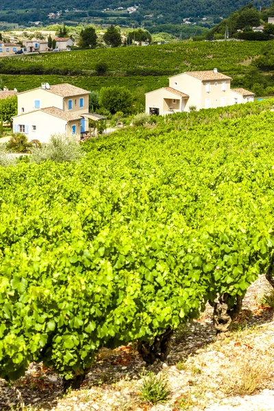 Vineyards near Vaison-la-Romaine, Vaucluse Department, Provence, — Stock Photo, Image