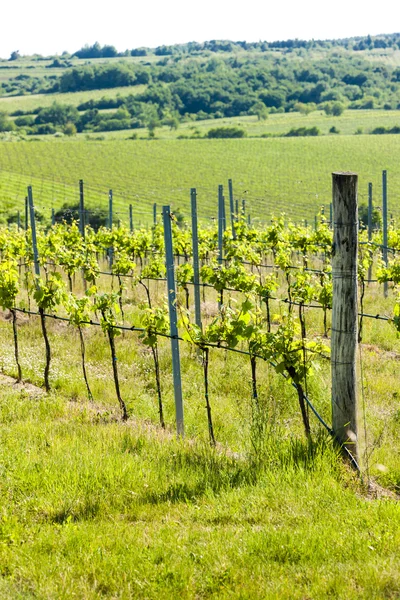 Vignoble près de Hnanice, Moravie du Sud, République tchèque — Photo