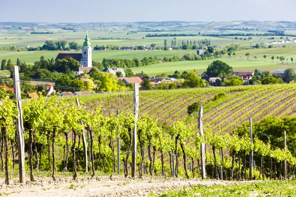 Виноградник недалеко от Унтеррецбаха, Нижняя Австрия, Австрия — стоковое фото
